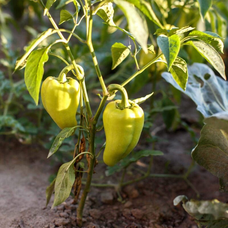 gele paprika ketchup